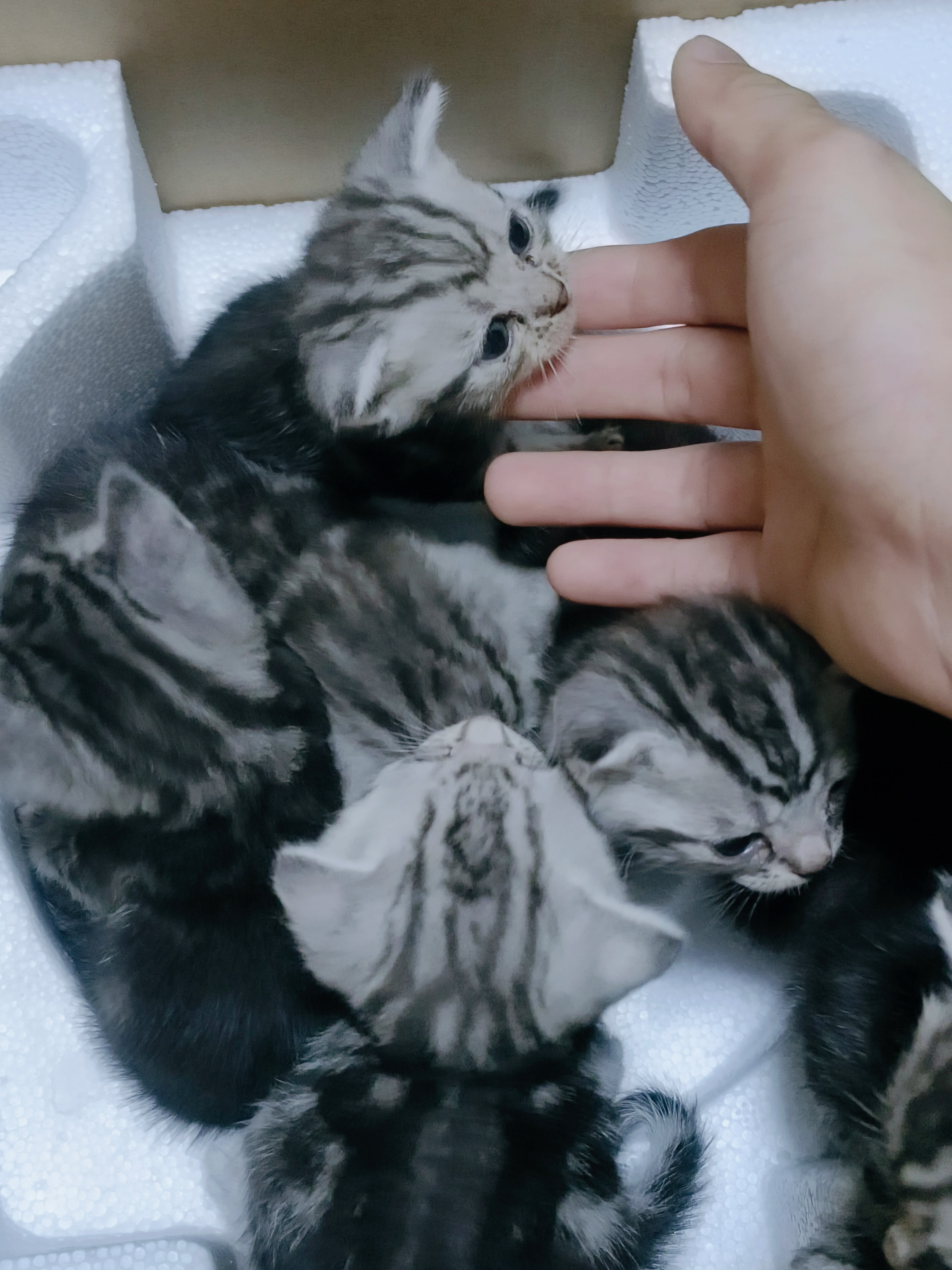 美短虎斑同城可优惠